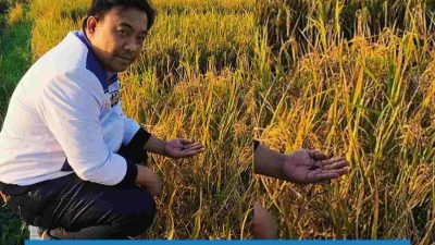 DPP KNPI Dukung Pengembangan Inovasi Varietas Beras Ungu