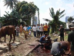 Idul Adha 2023, KNPI Pusat Kurban 6 Sapi