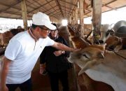 Praktik Baik di Peternakan Terintegrasi Balaraja: Sholawat Diperdengarkan di Kandang Sapi