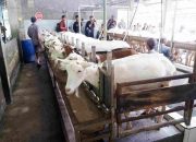 Menteri Pertanian: Kurangi Impor Rp 37 Triliun, Wujudkan Swasembada Bersama Peternak Lokal
