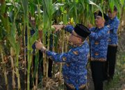 Manfaatkan Lahan Brandgang, Lapas Malang Panen 4 Kuintal Jagung Manis