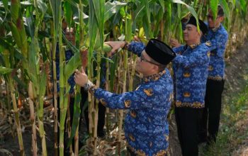 Manfaatkan Lahan Brandgang, Lapas Malang Panen 4 Kuintal Jagung Manis