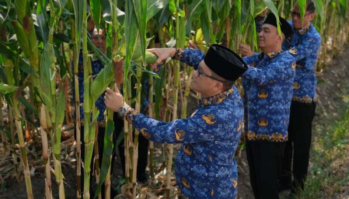 Manfaatkan Lahan Brandgang, Lapas Malang Panen 4 Kuintal Jagung Manis